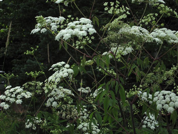 3. Su Baldıranları (Su Hemlock)