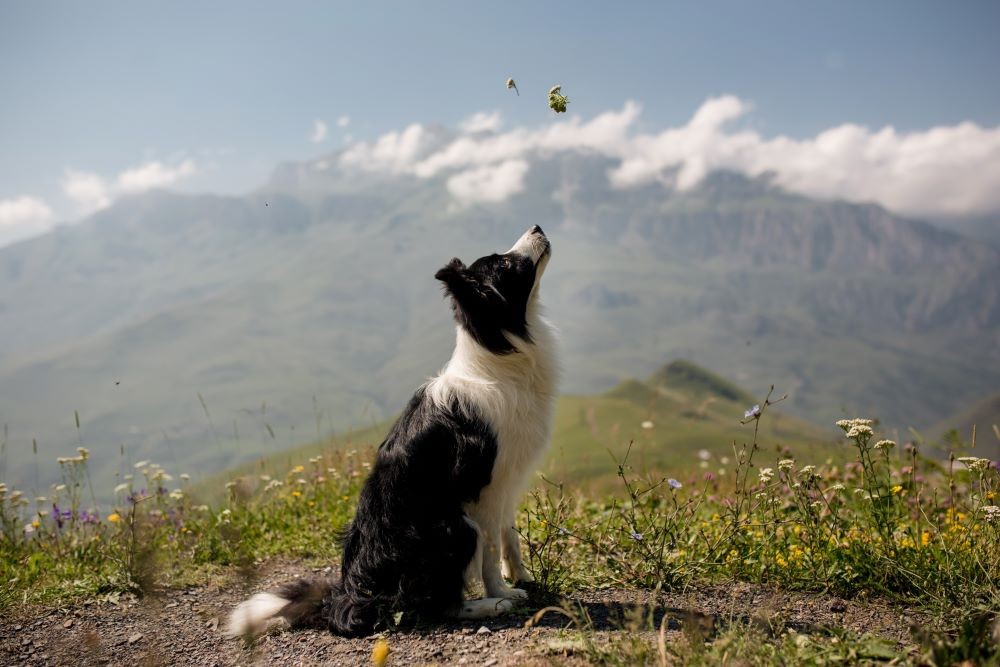 Güzelliğin Sırrı: Altın Oran ile Belirlenen En Güzel Köpek Irkları