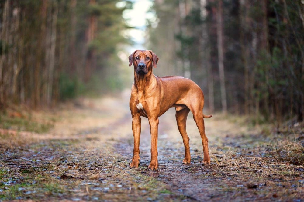 Güzelliğin Sırrı: Altın Oran ile Belirlenen En Güzel Köpek Irkları