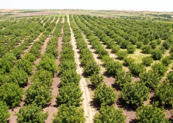 P&G Türkiye’den 35’inci yıla özel 35 bin ağaç