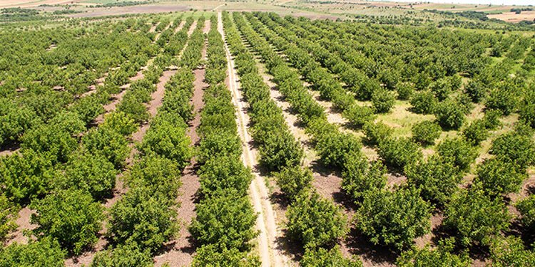 P&G Türkiye’den 35’inci yıla özel 35 bin ağaç