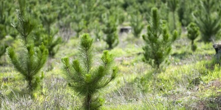 TSKB Ekonomik Araştırmalar, karbonsuz bir dünyanın önemine dikkati çekiyor