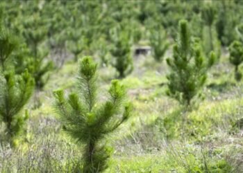 TSKB Ekonomik Araştırmalar, karbonsuz bir dünyanın önemine dikkati çekiyor