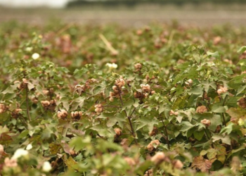 Altınyıldız Classics’ten doğa dostu üretim: “Kendinden renkli pamuk”