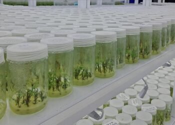 Laboratuvarda üretilen orkideler Almanya ve Hollanda’ya ihraç ediliyor