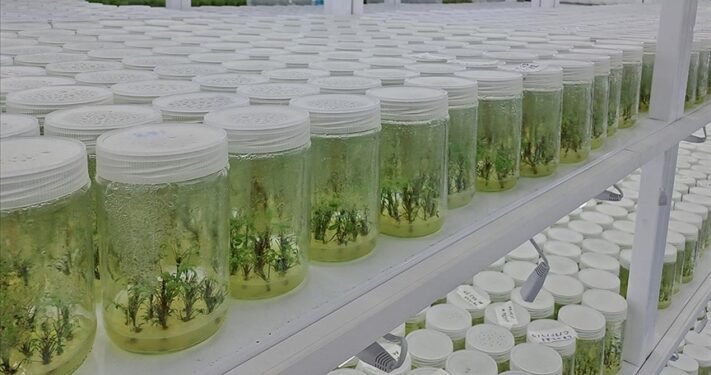 Laboratuvarda üretilen orkideler Almanya ve Hollanda’ya ihraç ediliyor