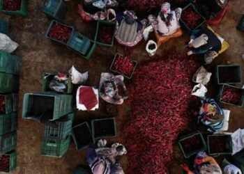 Kadın kooperatiflerine yönelik hibe tutarları güncellendi