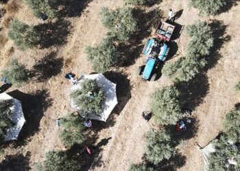 Bitkisel Üretim Destekleme Ödemeleri için Yeni Düzenlemeler Açıklandı