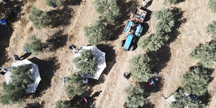 Bitkisel Üretim Destekleme Ödemeleri için Yeni Düzenlemeler Açıklandı