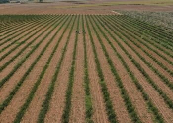 TÜİK, 2024’te Başlayacak Geniş Çaplı Bir Tarım Sayımına Hazırlanıyor