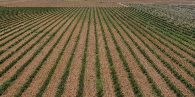 TÜİK, 2024’te Başlayacak Geniş Çaplı Bir Tarım Sayımına Hazırlanıyor