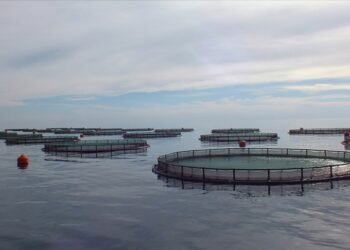 Su Ürünleri Yetiştiricilerine Destek Artıyor