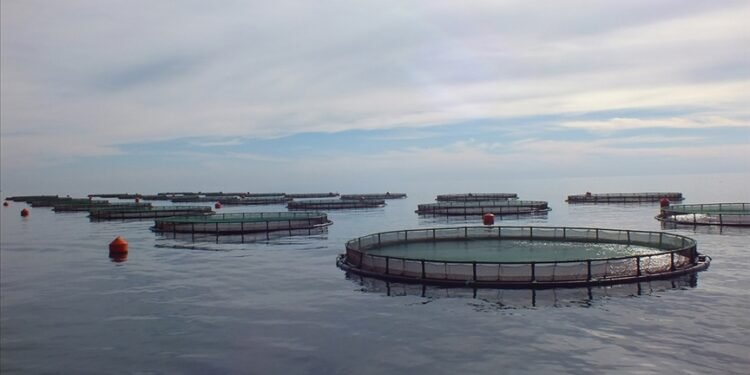 Su Ürünleri Yetiştiricilerine Destek Artıyor