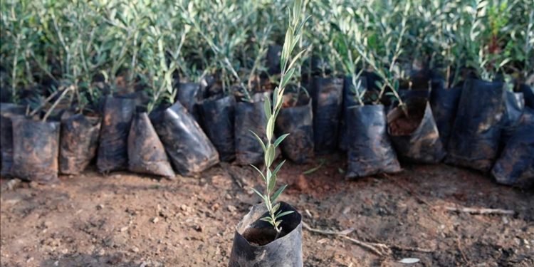 Adıyaman Orman Fidanlık Müdürlüğü ve Fidan Üretimi
