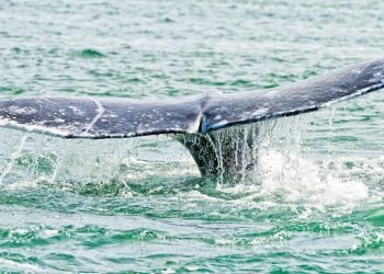 Balina Popülasyonunda Boyut Azalması ve Etkileri