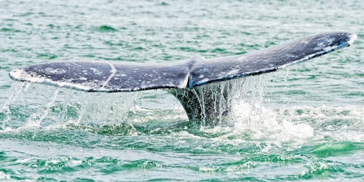 Balina Popülasyonunda Boyut Azalması ve Etkileri