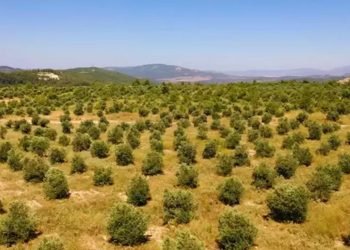 Işık Madencilik Şirketi Doğa Rehabilitasyon Projesi