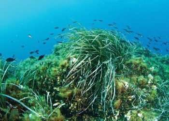 İklim Değişikliğinin Deniz Ekosistemine Etkileri