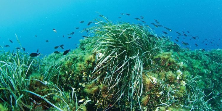 İklim Değişikliğinin Deniz Ekosistemine Etkileri