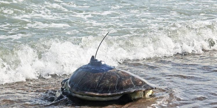 Deniz Kaplumbağalarının İzlenmesi Projesi: Mersin Üniversitesi ve Kızkalesi’nin Yolculuğu