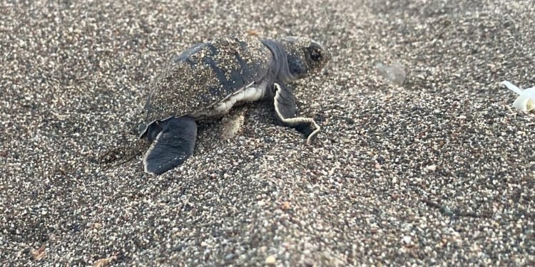 Mersin’de Deniz Kaplumbağalarının Üretim Merkezleri ve Koruma Çalışmaları