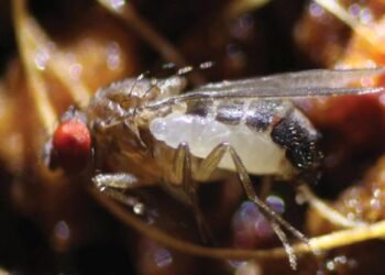 Yeni Bir Parazit: S. perlmani Yaban Arısı Türü