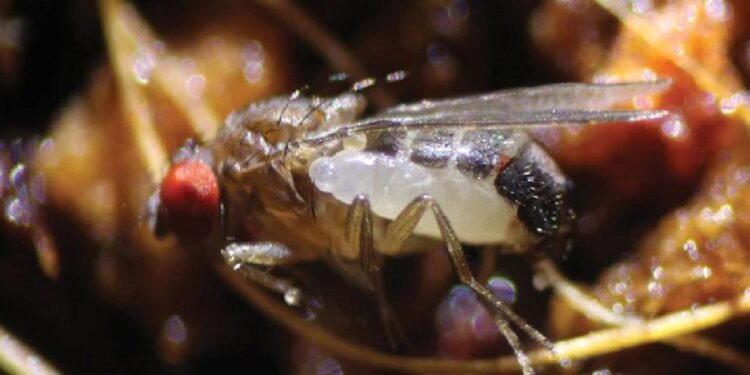 Yeni Bir Parazit: S. perlmani Yaban Arısı Türü