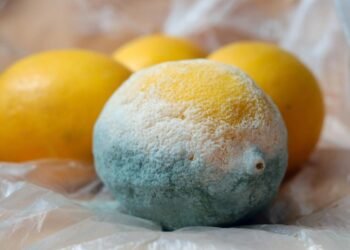 Küflü Peynirler: Lezzet mi, Tehlike mi?