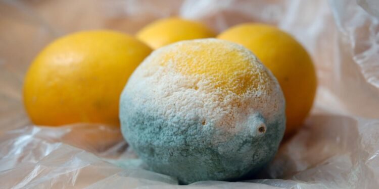 Küflü Peynirler: Lezzet mi, Tehlike mi?