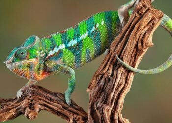 WWF Yaşayan Gezegen Raporu: Yaban Hayatı Popülasyonlarındaki Düşüş