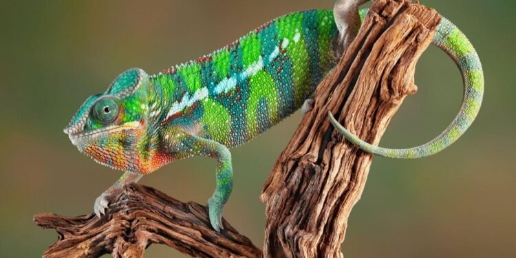 WWF Yaşayan Gezegen Raporu: Yaban Hayatı Popülasyonlarındaki Düşüş