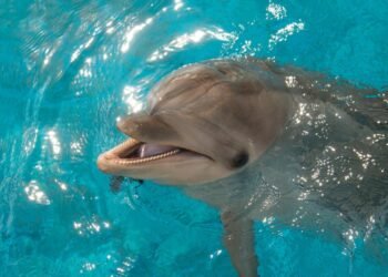 Yunusların Gülümsemesi ve Taklit Yetenekleri