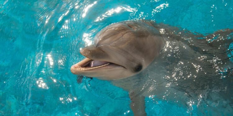 Yunusların Gülümsemesi ve Taklit Yetenekleri