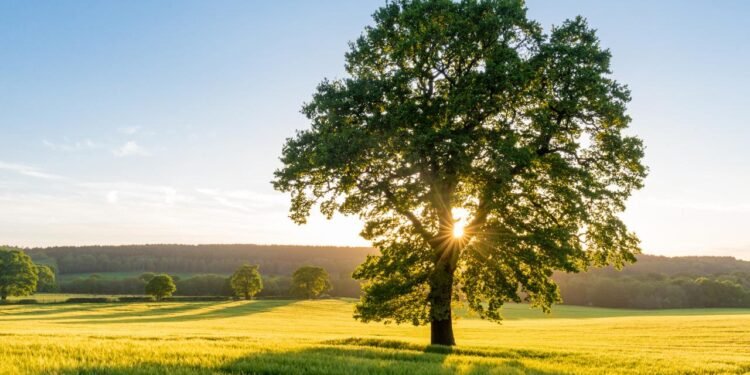 Dünya Ağaç Türlerinin Korunma Durumu ve Ekosistem Üzerindeki Etkileri