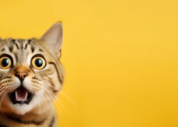 FDC Willard: Bilim Dünyasında Bir Kedi