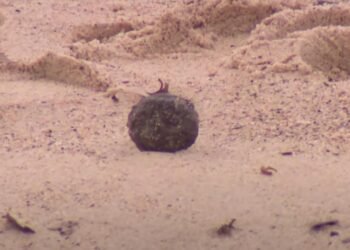 Sidney Plajlarında Gizemli Toplar: Çevre Kirliliği ve Sağlık Endişeleri