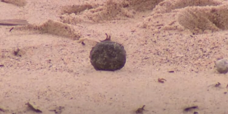 Sidney Plajlarında Gizemli Toplar: Çevre Kirliliği ve Sağlık Endişeleri