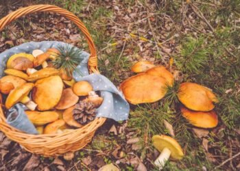 The Last of Us ve Korkutucu Mantar Gerçekleri