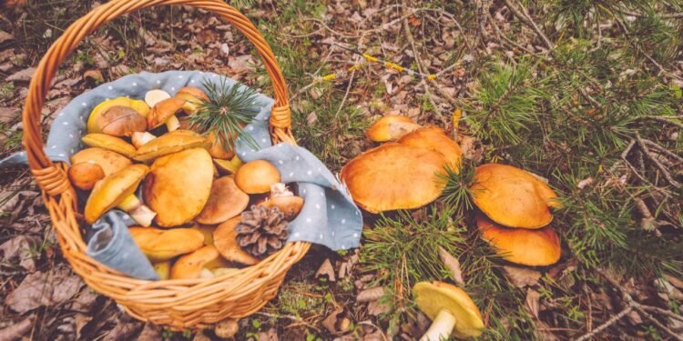 The Last of Us ve Korkutucu Mantar Gerçekleri