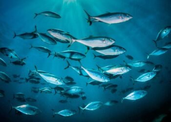 Balıkların Su İhtiyacı ve Tuz Dengeleme Mekanizmaları