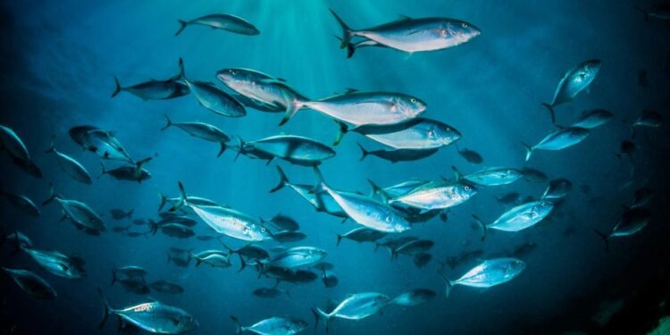 Balıkların Su İhtiyacı ve Tuz Dengeleme Mekanizmaları