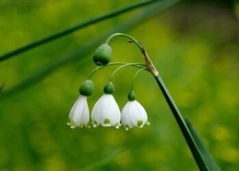 Doğal Çiçek Soğanlarının İhracatı İçin Yeni Tebliğ Yayımlandı