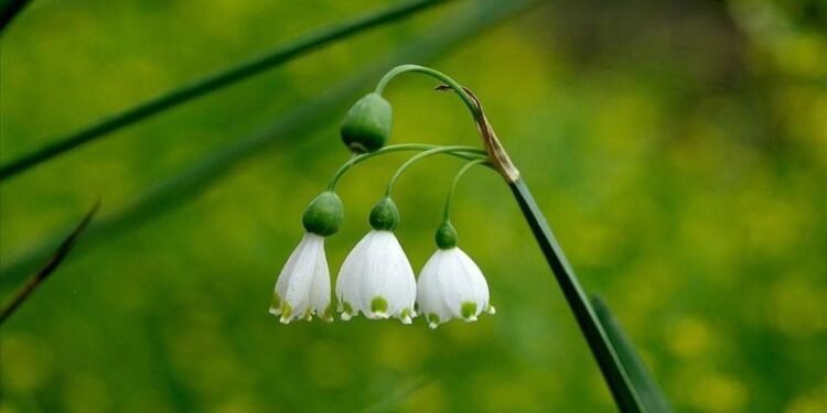 Doğal Çiçek Soğanlarının İhracatı İçin Yeni Tebliğ Yayımlandı