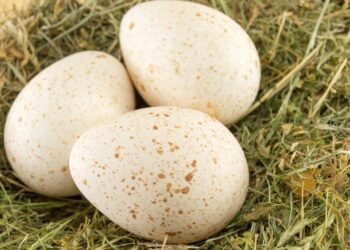 Hindi Yumurtalarının Tüketilmemesinin Nedenleri
