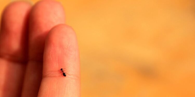 Karıncaların Kolektif Zeka Performansı ve İnsanlarla Karşılaştırılması