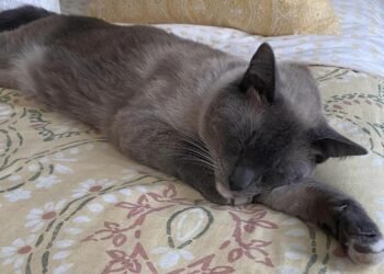 Rayne Beau’nun Epik Yolculuğu: Kaybolan Kedinin Dönüş Hikayesi