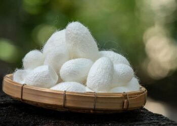 Tayland’da İpek Lifleri ile Biyomedikal Araştırmalar