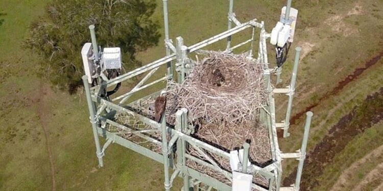 Avustralya Ulusal Geniş Bant Ağı, Kuşların Yaşam Alanlarını Koruyor