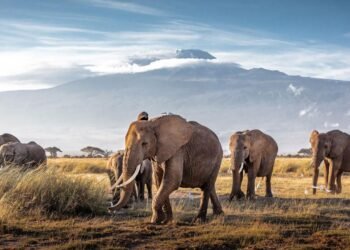 Colorado’daki Fil Davası: Hayvan Hakları ve Yasal İkilemler