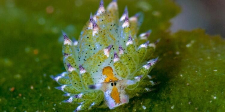 Costasiella Kuroshimae: Denizlerin Yaprak Koyunu